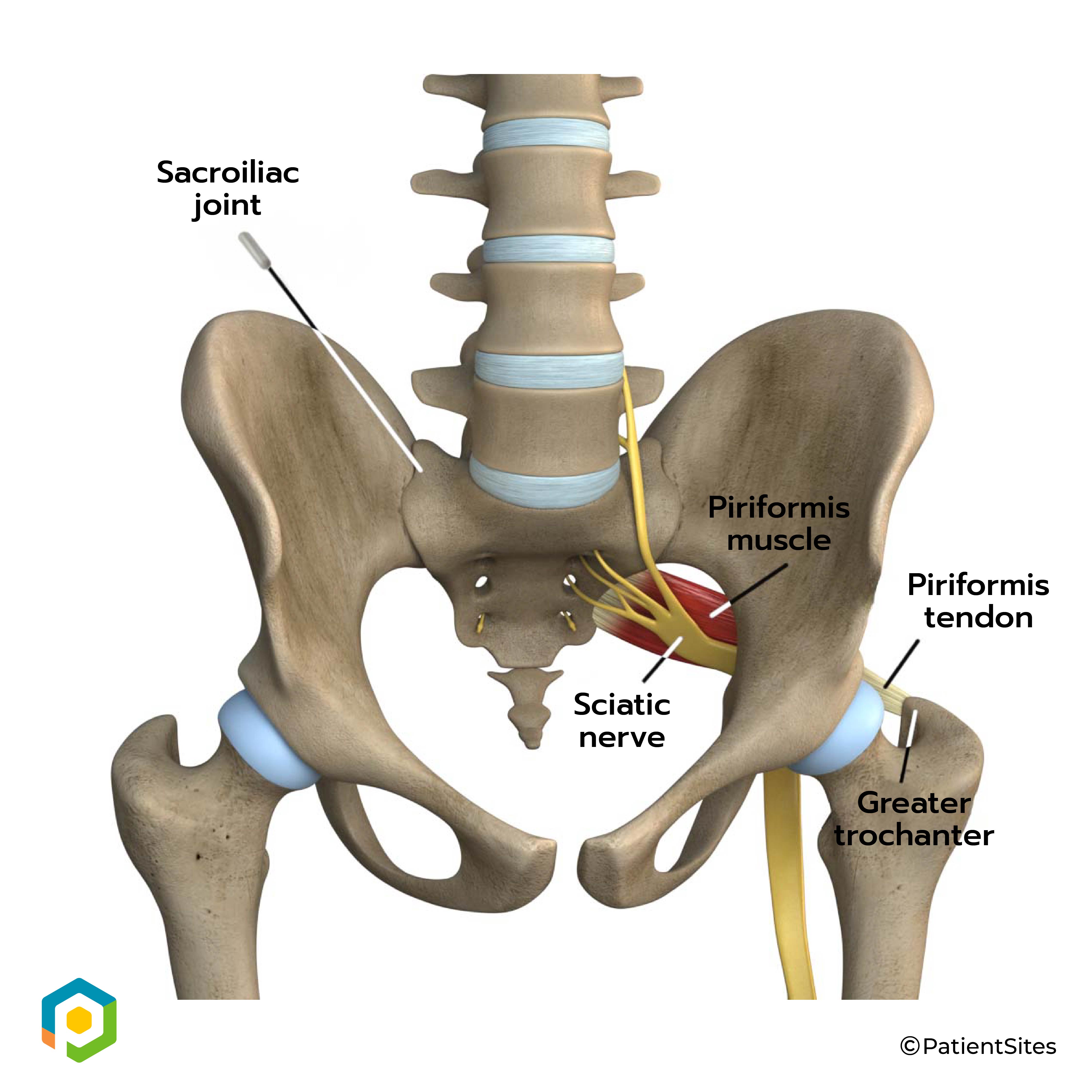Anatomy Piriformis Muscle Anatomy Sciatic Nerve Piriformis Muscle