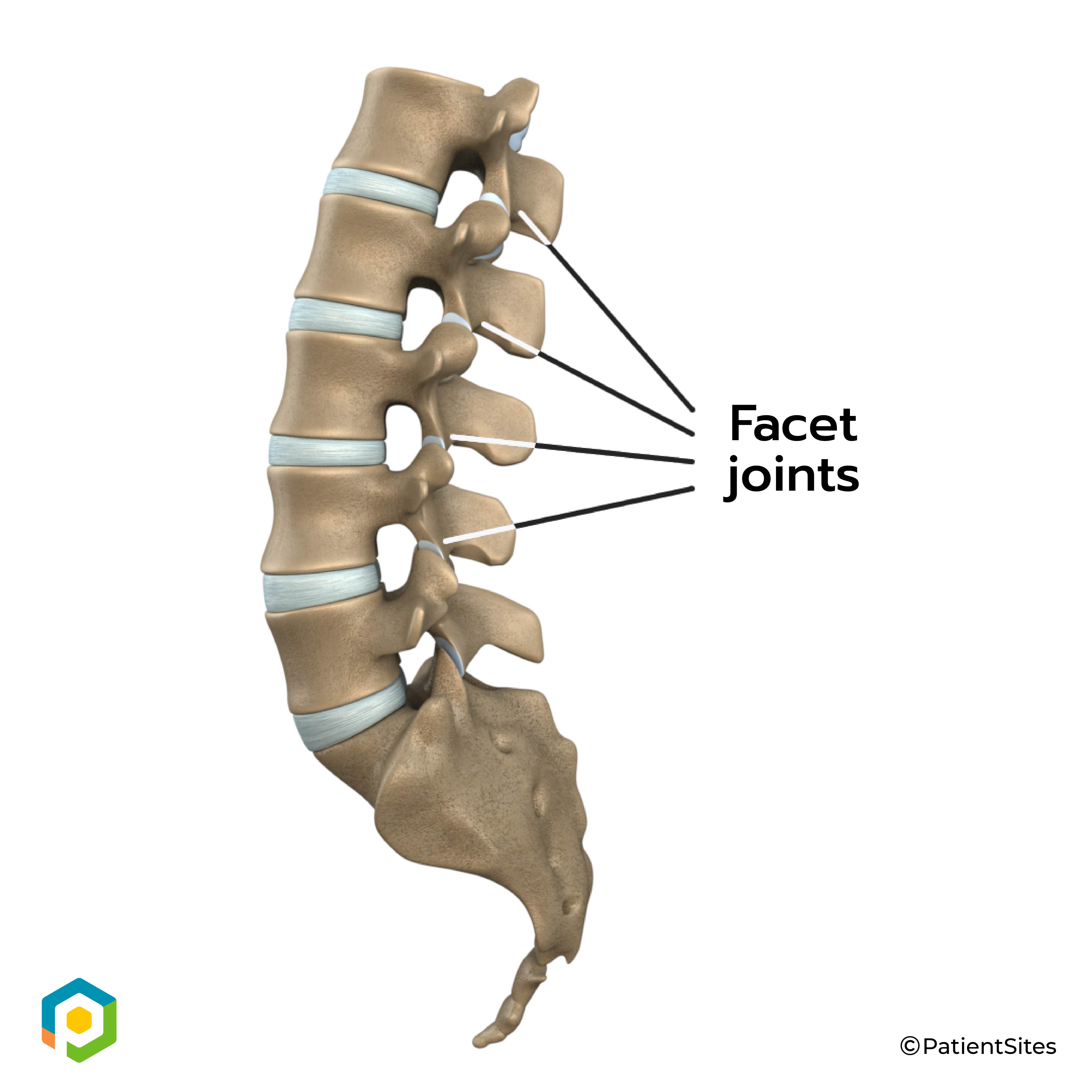 Physical Therapy In Picayune For Lower Back Pain Anatomy Physical Therapy In Picayune For Lower Back Pain Anatomy